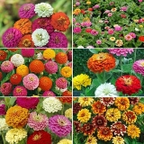 Seeds Zinnia Violacea Flowers – Refined Seeds – Pack of 30 High Germination Seeds