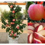 Dwarf Miniature ! ‘FUJI’ apple tree indoor or outdoor! sweet fruits 10 SEEDS