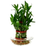 Bonsai Bamboo Tree Seeds (1 cm x 1 cm x 1 cm) – Pack Of 10