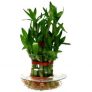 Bonsai Bamboo Tree Seeds (1 cm x 1 cm x 1 cm) – Pack Of 10