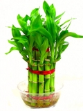 Two layer Bamboo Plant
