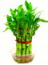 Two layer Bamboo Plant