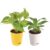 Ugaoo Indoor Air Purifier Plants For Home With Pot – Money Plant Variegated & Peace Lily – Offer World