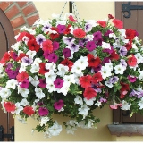 Seed – Petunia Mix Flower (No. of Pieces in the box 50)