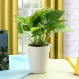 Striking Money Plant