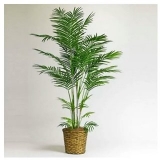 mini dwarf bamboo bonsai tree seeds 10 per packet