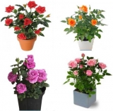 ROSEMERC bonsai 4 colour red,orange,purple,pink rose