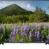 Sony 123 cm (49 inch) KD-49X8500F 4K Ultra HD LED Smart TV